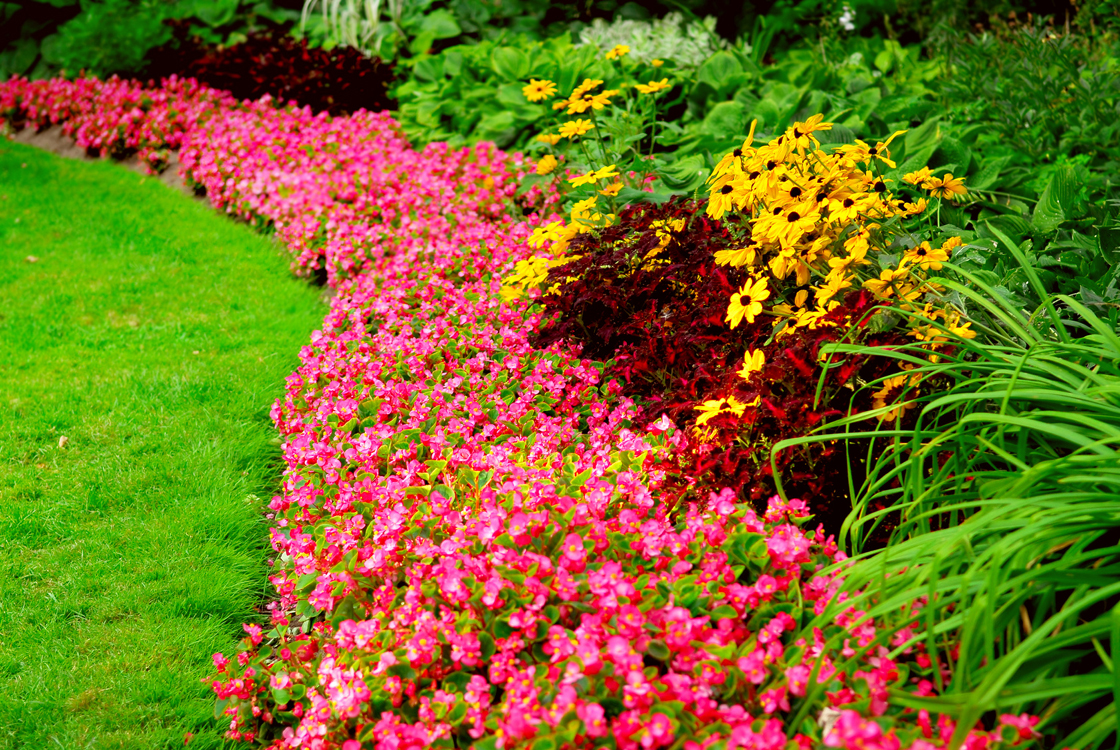 lawn maintenance, lawn service